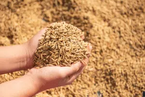 Barley in the Iranian animal feed market