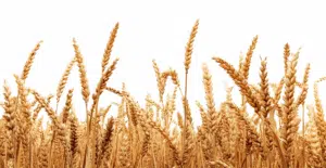 Barley in the Iranian animal feed market