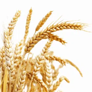 Barley in the Iranian animal feed market