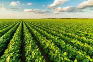سویا (Soybean – Glycine max) بهعنوان یکی از منابع مهم پروتئینی در خوراک دام و طیور شناخته میشود.