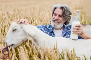 بهترین خوراک برای افزایش شیر گوسفند چیست
