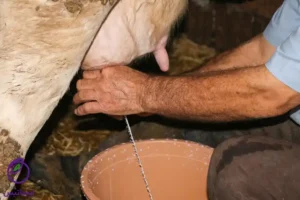 What is the best feed to increase sheep milk?