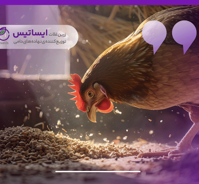 خوراک طیور چیست؟ استاندارد برای مرغ تخم‌گذار