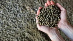 کنجاله کلزا در تغذیه طیور
