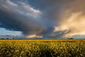 تصویر مزرعه دانههای کلزا زرد رنگ در حال گلدهی